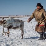 Starvation killed 80,000 reindeer after unusual Arctic rains cut off the animals' food supply, Report
