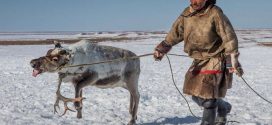 Starvation killed 80,000 reindeer after unusual Arctic rains cut off the animals' food supply, Report