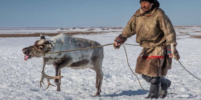 Starvation killed 80,000 reindeer after unusual Arctic rains cut off the animals’ food supply, Report