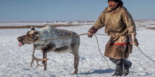 Starvation killed 80,000 reindeer after unusual Arctic rains cut off the animals' food supply, Report