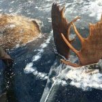 Two moose found frozen in fight with antlers locked