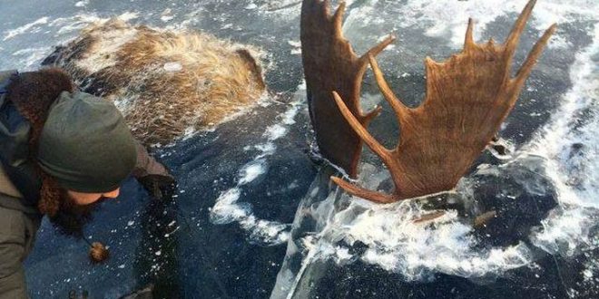 Two moose found frozen in fight with antlers locked