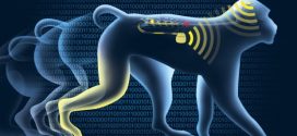 Wireless Brain Implant Allows Paralyzed Monkey To Walk Again