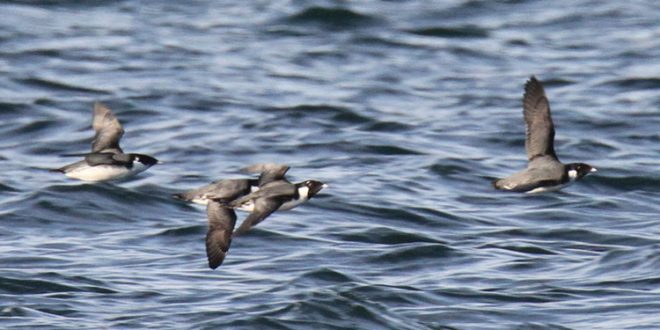 British Columbia seabird haven marked for protected status, Report