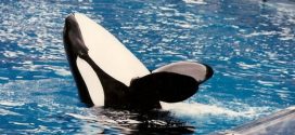 Captive whale study doesn't increase wild conservation, Vancouver Humane Society report