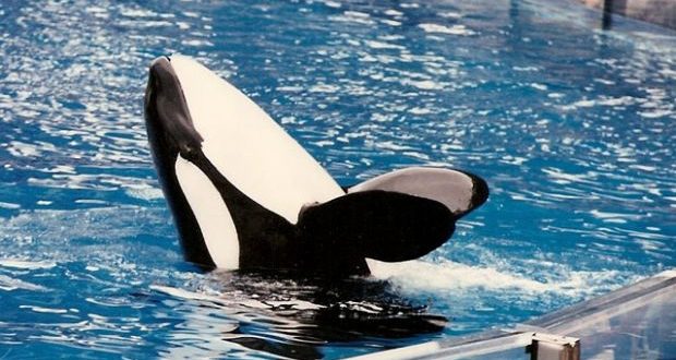 Captive whale study doesn't increase wild conservation, Vancouver Humane Society report