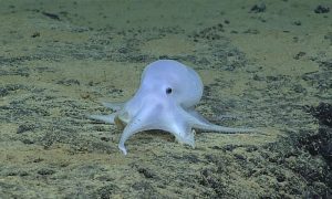 Casper Octopus is Under Threat from Deep Sea Mining