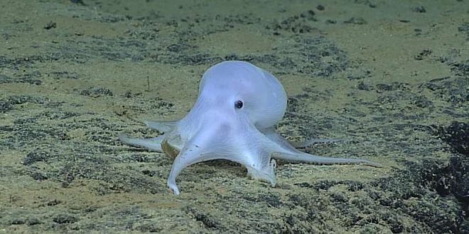 Casper Octopus is Under Threat from Deep Sea Mining