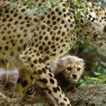 Cheetah sprinting to extinction, wildlife experts warn
