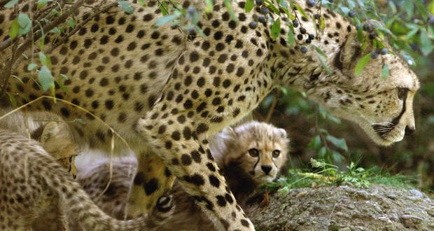 Cheetah sprinting to extinction, wildlife experts warn