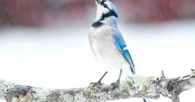 Christmas bird count season is here