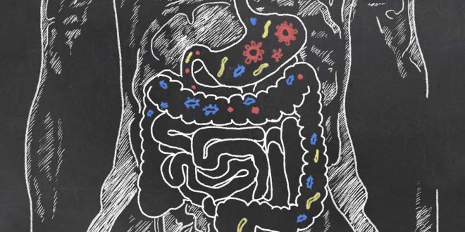Digestive Germs May Affect Parkinson’s Disease, Study Finds