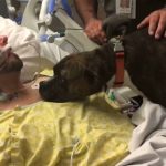 Dog visits hospital to say goodbye as owner dies (Video)