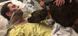 Dog visits hospital to say goodbye as owner dies (Video)