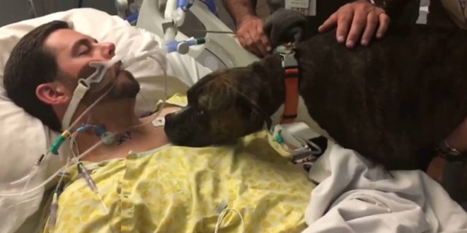 Dog visits hospital to say goodbye as owner dies (Video)