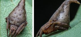 Eriovixia gryffindori: New spider species named after Harry Potter hat