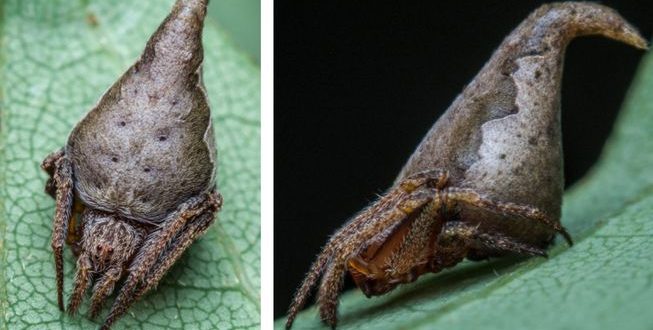 Eriovixia gryffindori: New spider species named after Harry Potter hat