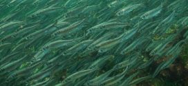 Fish mystery: researchers unsure what killed tens of thousands of herring