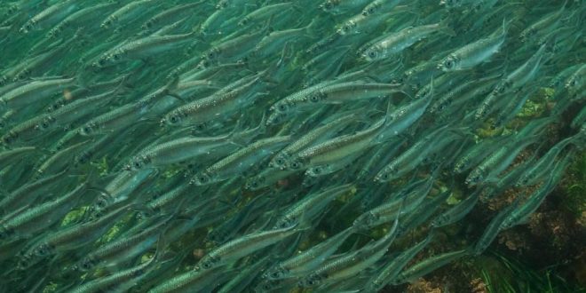 Fish mystery: researchers unsure what killed tens of thousands of herring