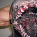 Fisherman Roman Fedortsov posts pics of Russian sea monsters