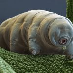 For the first time we can see how tardigrades mate (Video)