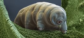 For the first time we can see how tardigrades mate (Video)