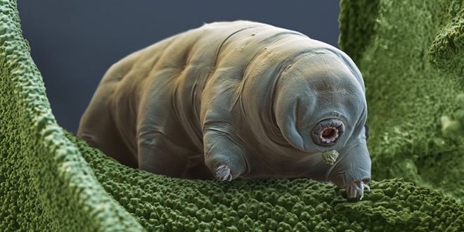 For the first time we can see how tardigrades mate (Video)