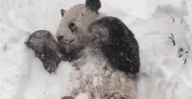Giant panda Plays with a Snowman at Toronto Zoo (Video)
