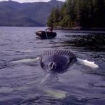 Humpback whale found dead at salmon farm
