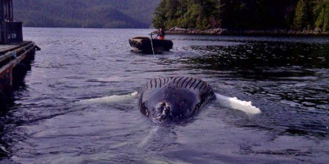 Humpback whale found dead at salmon farm