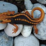 Klingon Newt' one of 163 new species found in Southeast Asia (Photo)