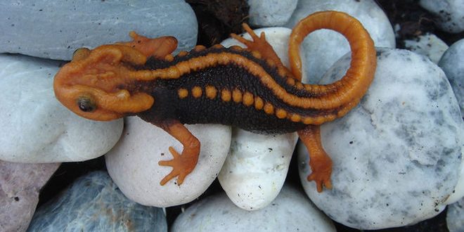 Klingon Newt' one of 163 new species found in Southeast Asia (Photo)