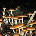 Magic mushroom drug helps people with cancer face death, Says New Study