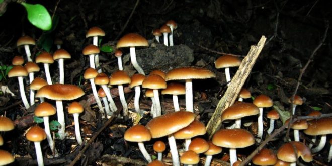 Magic mushroom drug helps people with cancer face death, says new research