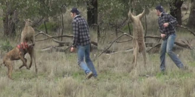 Man punches kangaroo in Australia to save his dog (Video)