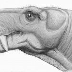 Odontoma in a 255-Million-Year-Old Mammalian predecessor, Says New Research
