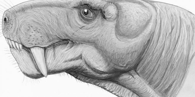 Odontoma in a 255-Million-Year-Old Mammalian predecessor, Says New Research