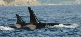 Orca J34 found off coast of B.C. suffered blunt force trauma, officials say
