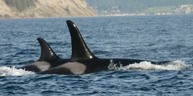 Orca J34 found off coast of B.C. suffered blunt force trauma, officials say