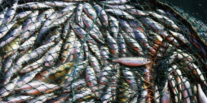 Paris climate deal could save millions of fish annually, says new study