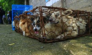 Pooches rescued from Chinese dog meat festival arrive in Canada to start new lives