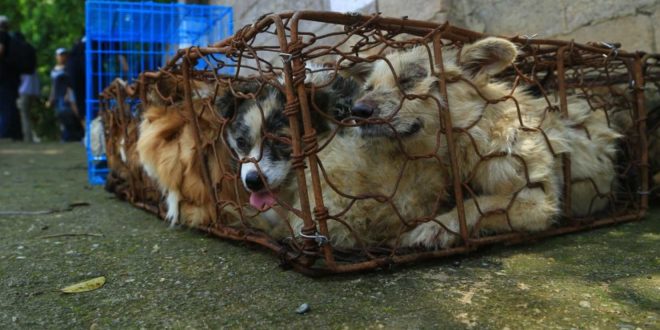 Pooches rescued from Chinese dog meat festival arrive in Canada to start new lives