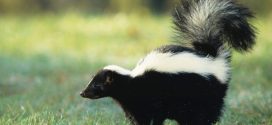 Rabid Skunk Found Near Blyth, Report