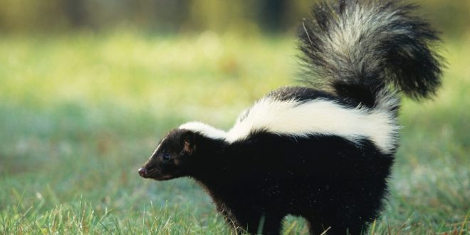 Rabid Skunk Found Near Blyth, Report