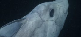 Rare 'ghost shark' spotted deep off California coast (Video)