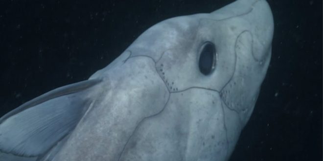 Rare ‘ghost shark’ spotted deep off California coast (Video)