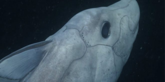 Rare 'ghost shark' spotted deep off California coast (Video)