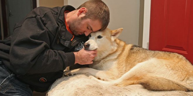 Red Deer Man Punches Cougar In The Face To Save his dog