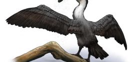 Researchers at the U of R discover pre-historic bird species (Video)