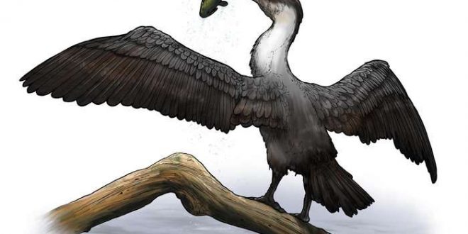 Researchers at the U of R discover pre-historic bird species (Video)